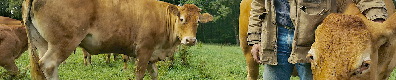 Abattoir coopératif de Rostrenen